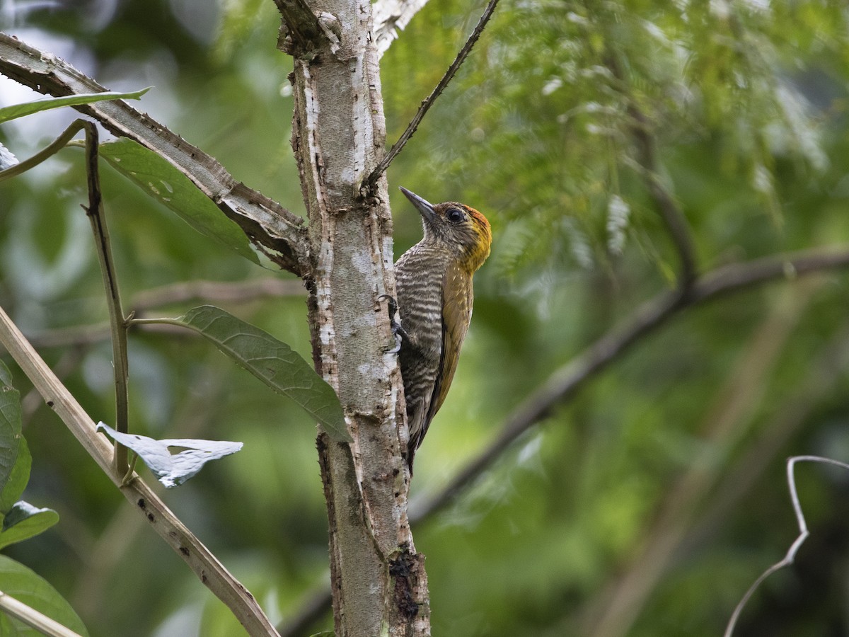 Yellow-eared Woodpecker - ML276361641