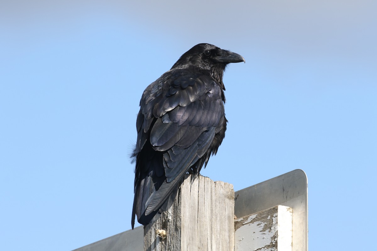 Common Raven - ML276365001
