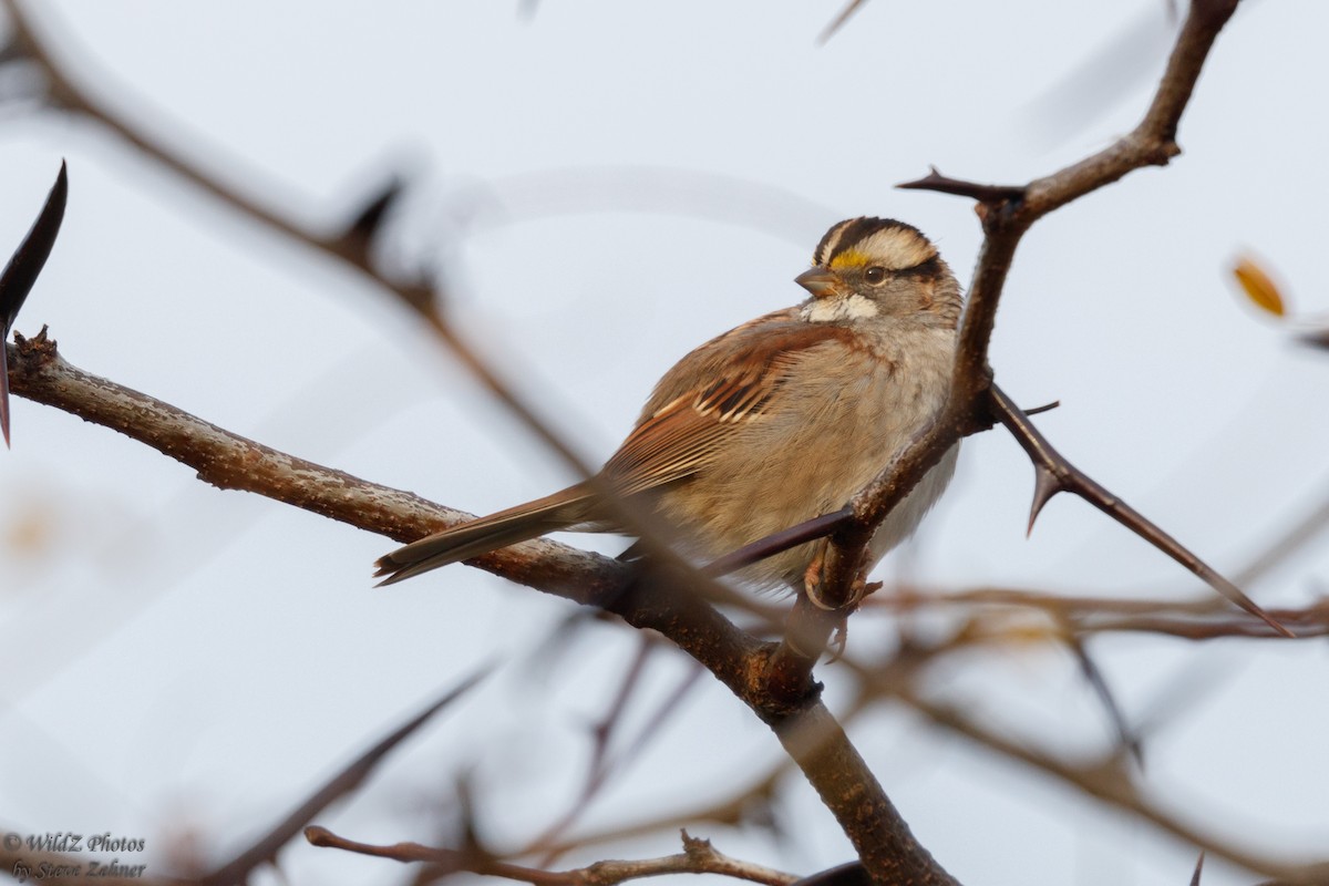 White-throated Sparrow - Steve Zehner