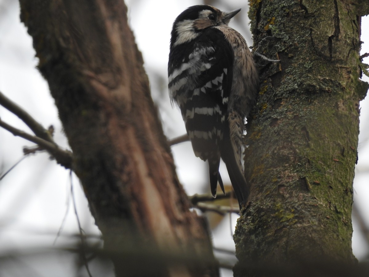 Lesser Spotted Woodpecker - ML276376861