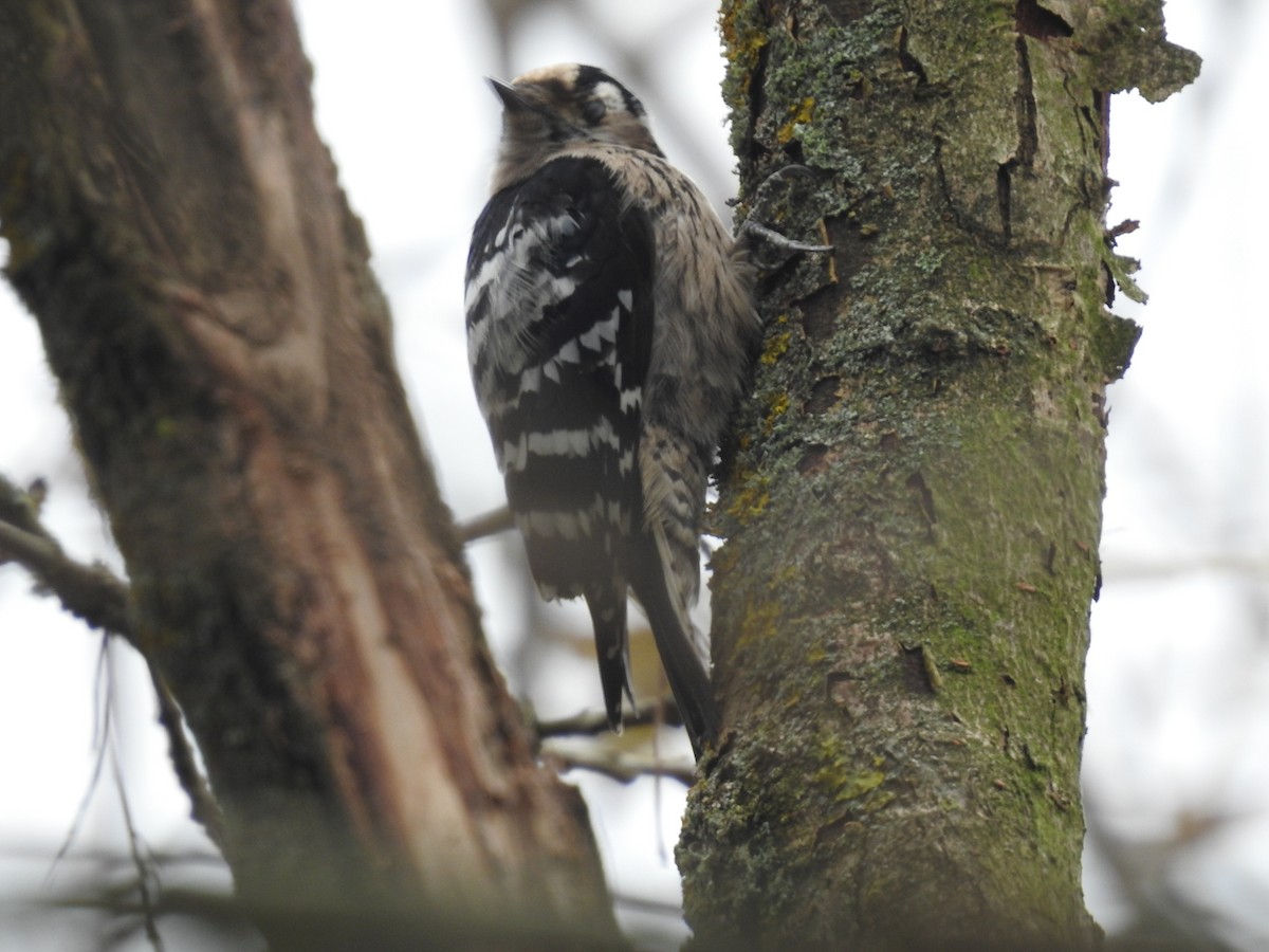 Lesser Spotted Woodpecker - ML276376871
