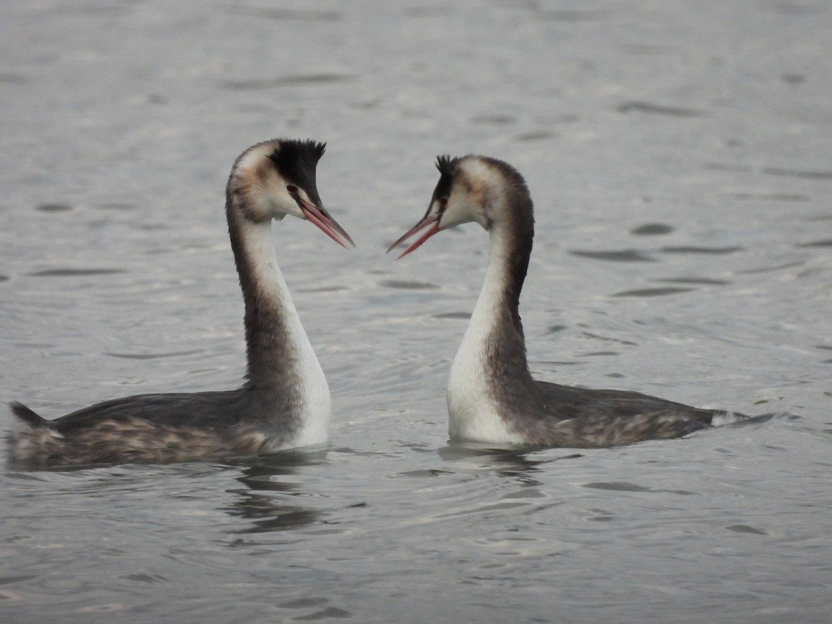 Great Crested Grebe - ML276382021