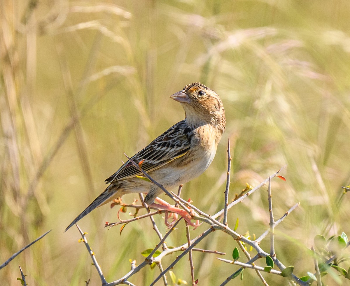 Grasshopper Sparrow - ML276382531