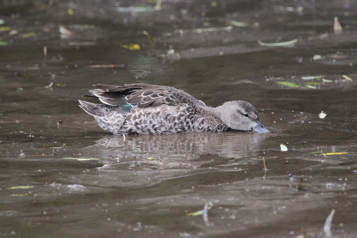 Blue-winged Teal - ML276384411