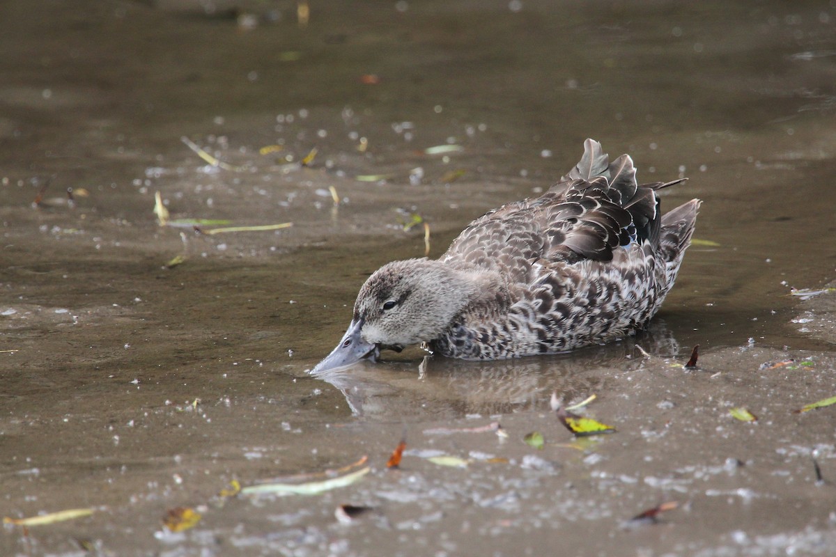 Blue-winged Teal - ML276384421