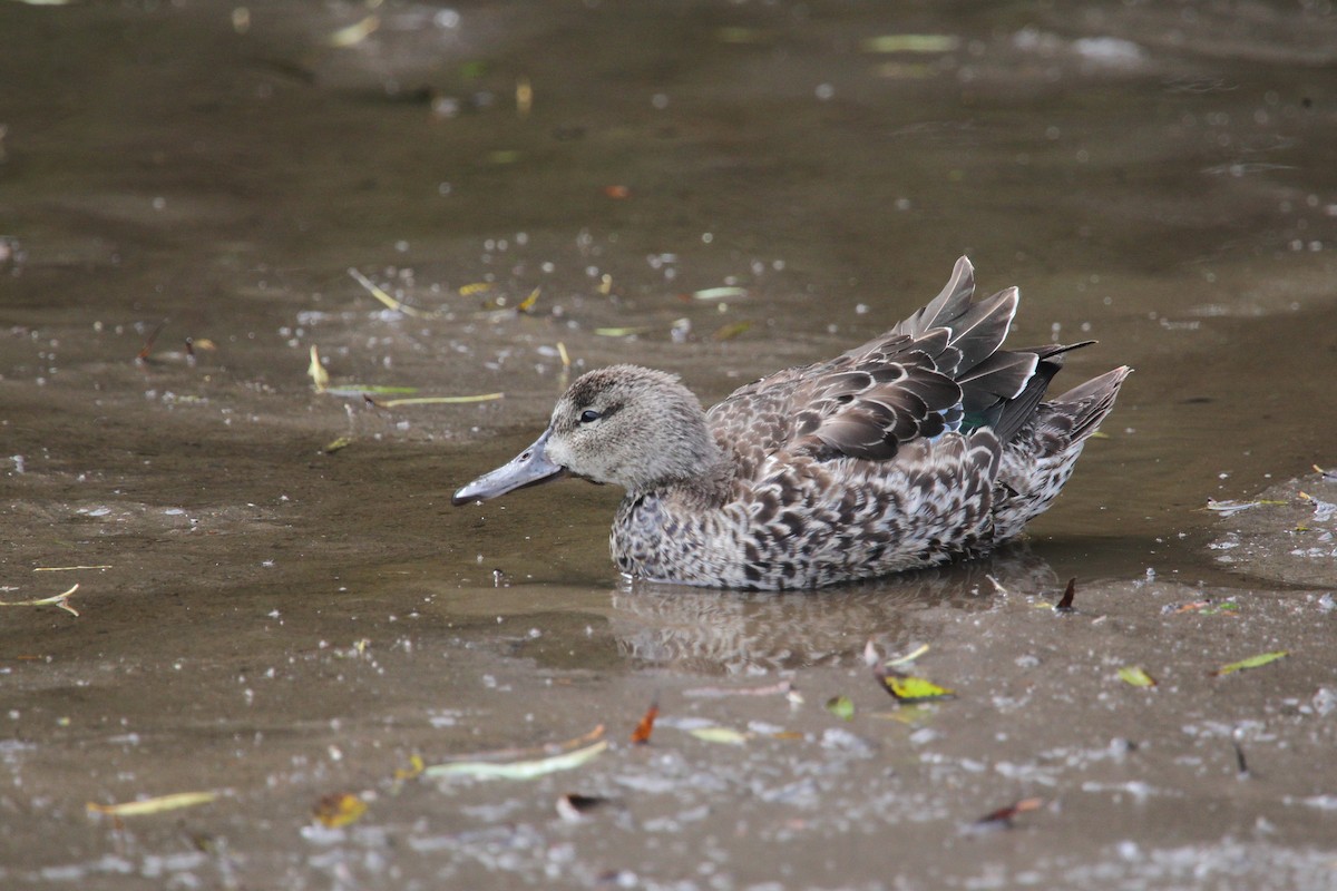 Blue-winged Teal - ML276384431