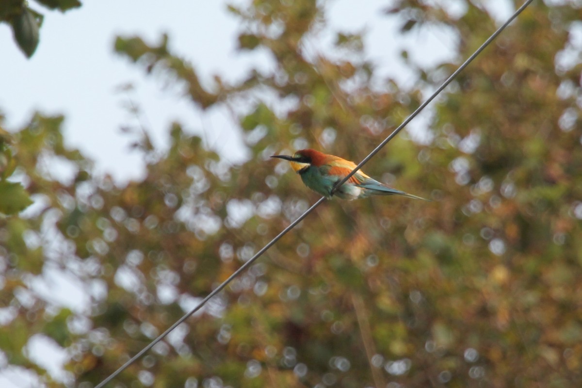 European Bee-eater - ML276388261