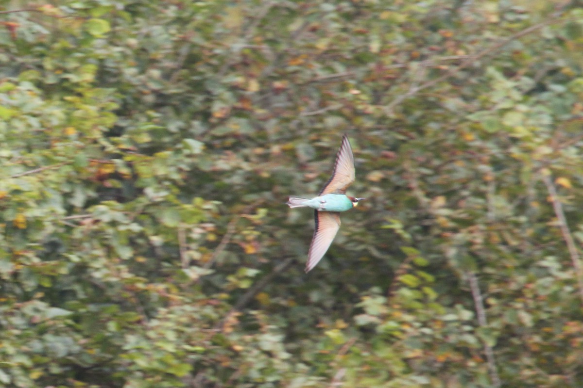 European Bee-eater - ML276388281