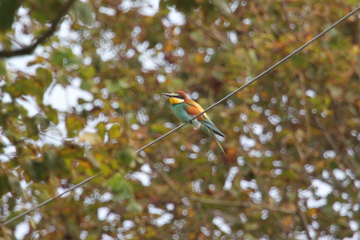 European Bee-eater - ML276388291