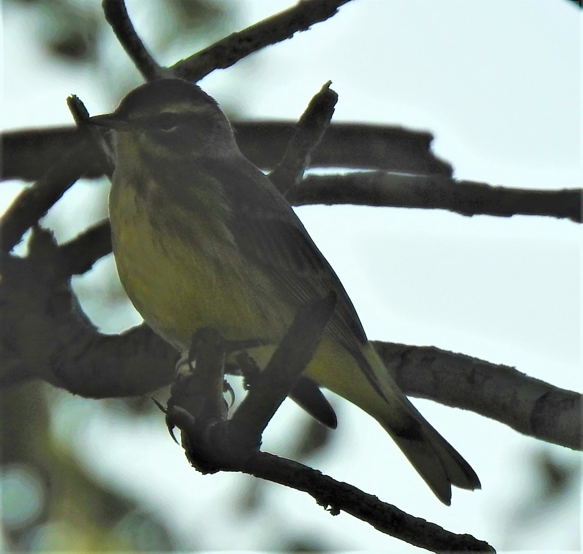 Prairie Warbler - elwood bracey