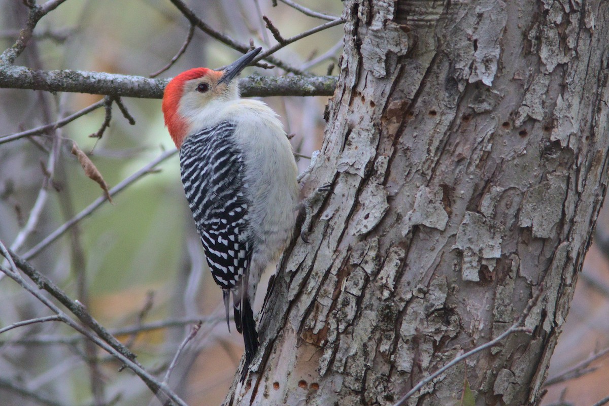 Red-bellied Woodpecker - ML276394051