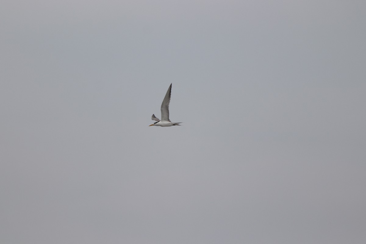 Great Crested Tern - Ting-Yi (庭怡) Chang (張)
