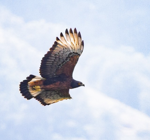 Adult Black-and-chestnut Eagle (<em>Spizaetus isidori</em>) in flight. - Black-and-chestnut Eagle - 