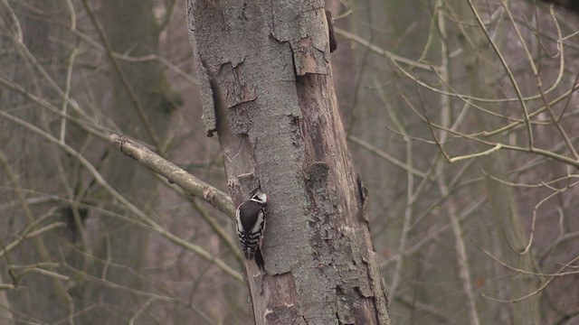 Middle Spotted Woodpecker - ML276399321