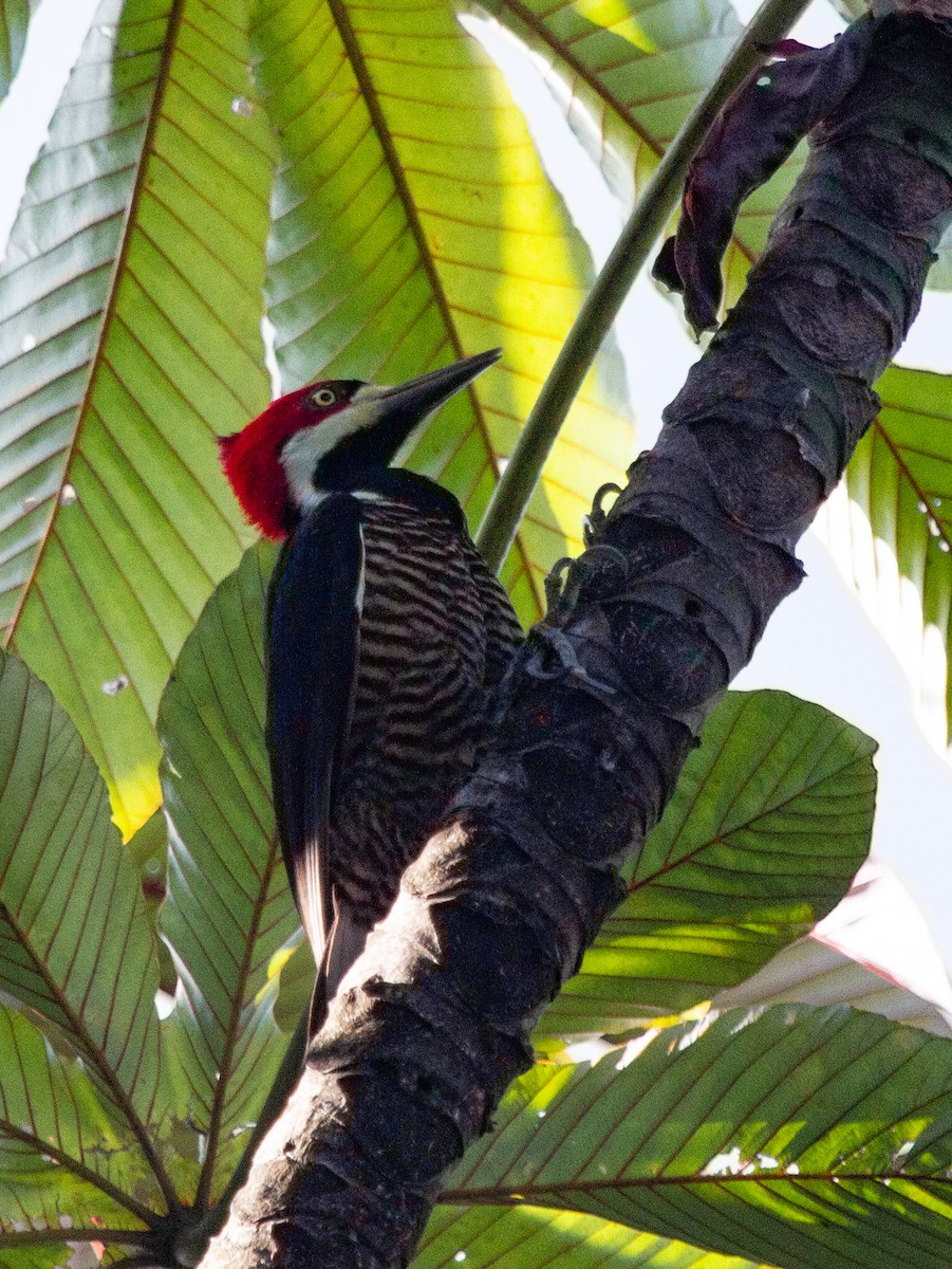 Crimson-crested Woodpecker - Chuck Heikkinen
