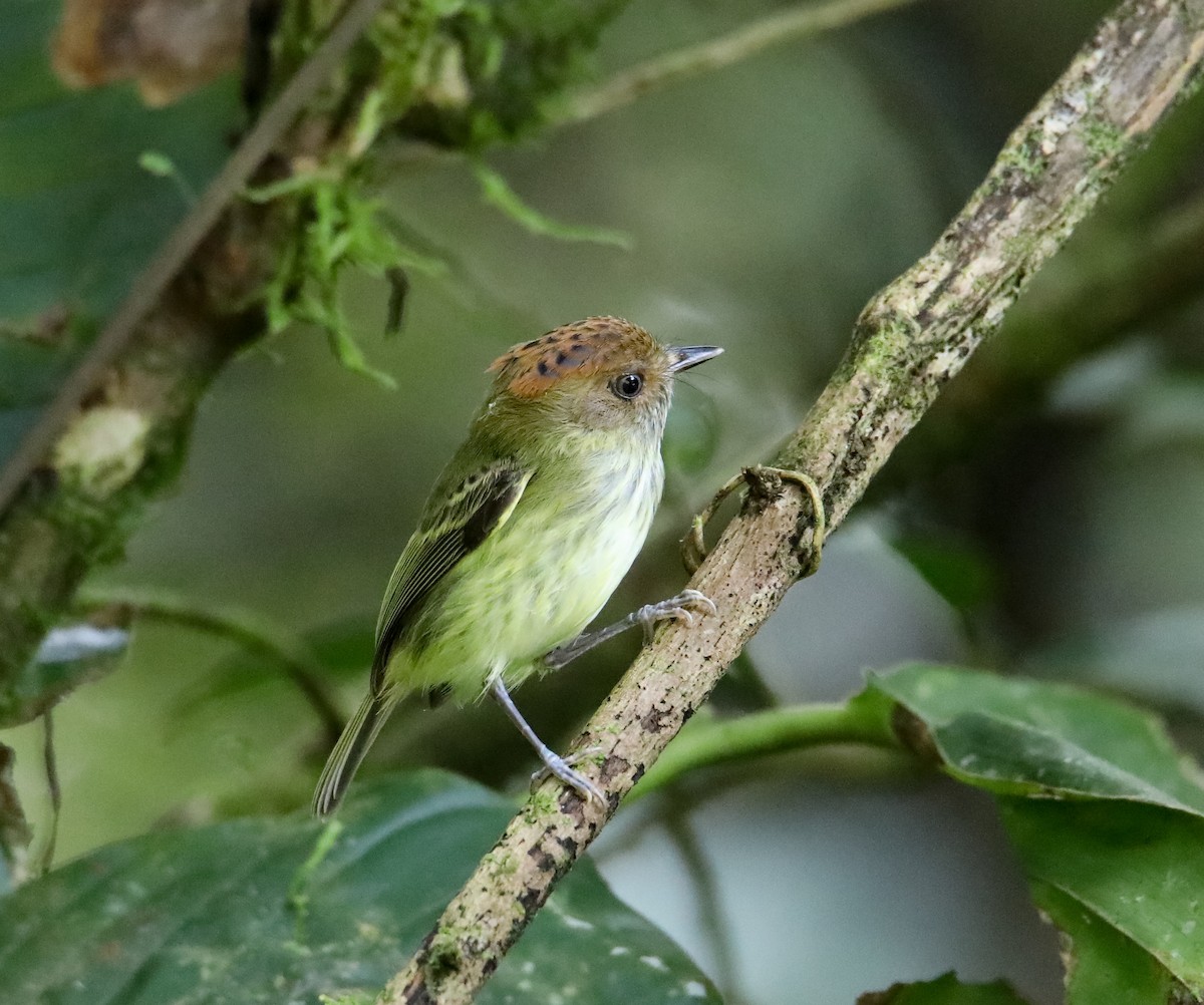 Scale-crested Pygmy-Tyrant - ML276402151