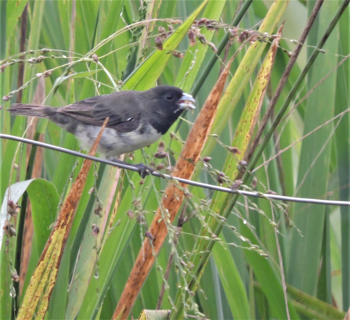 Yellow-bellied Seedeater - ML276402851