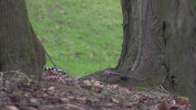Great Spotted Woodpecker - ML276407611