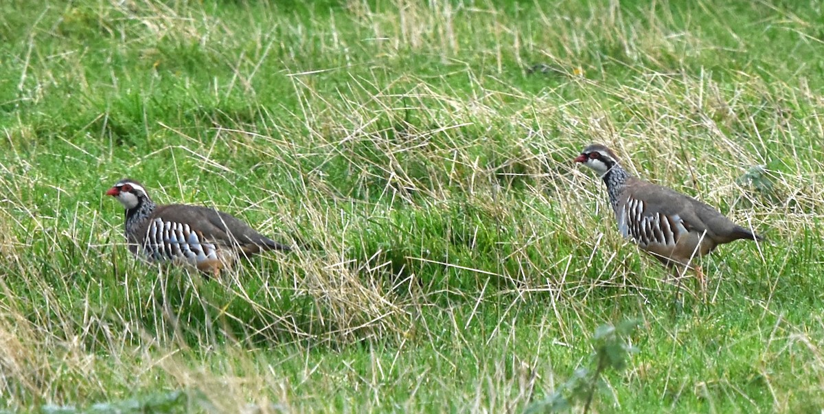 Red-legged Partridge - Blair Whyte