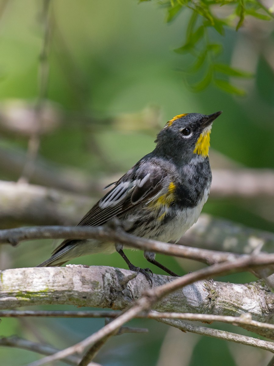 Yellow-rumped Warbler (Audubon's) - ML27641341
