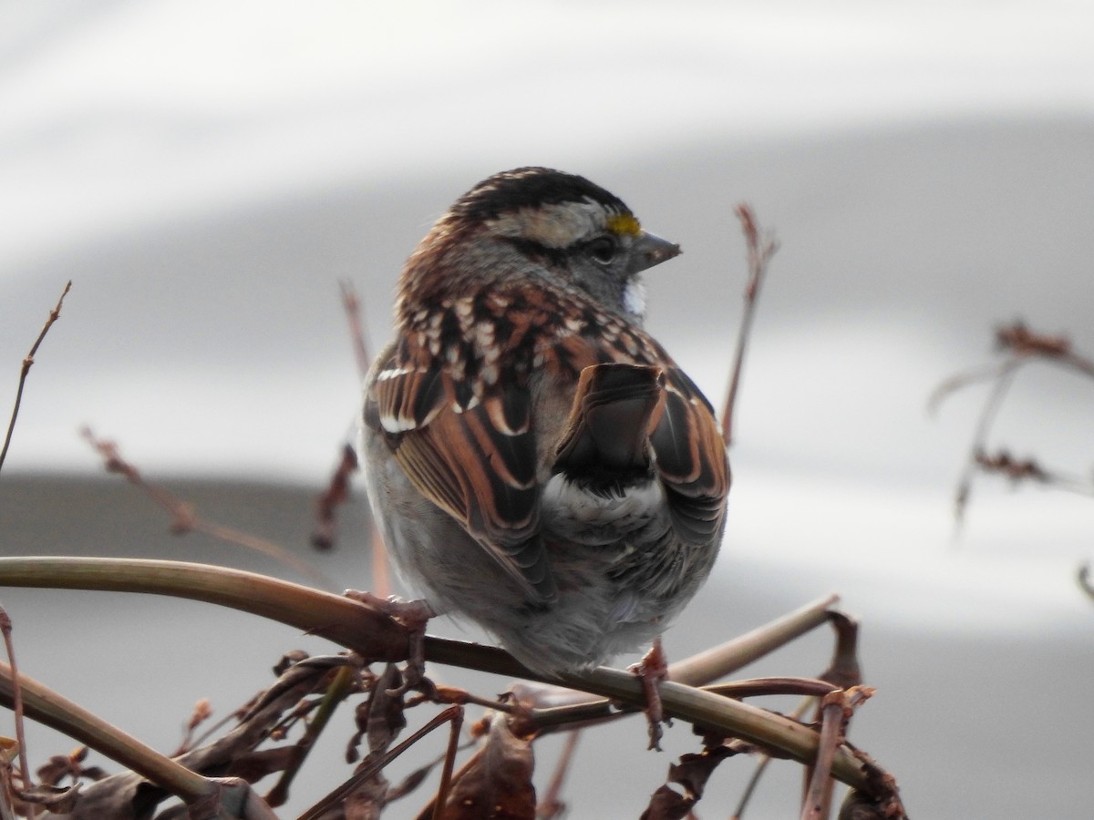 White-throated Sparrow - ML276414381