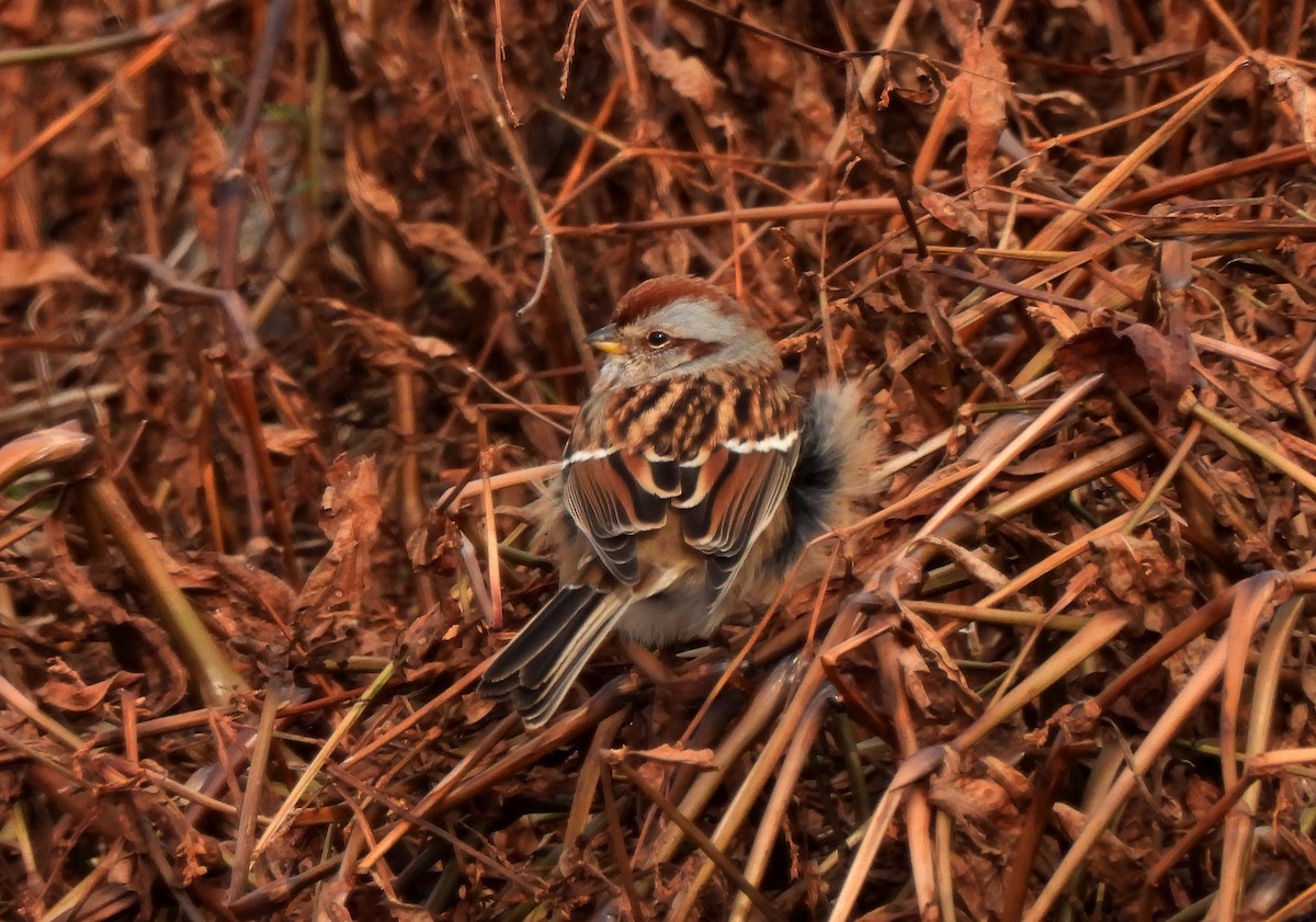 American Tree Sparrow - ML276415381