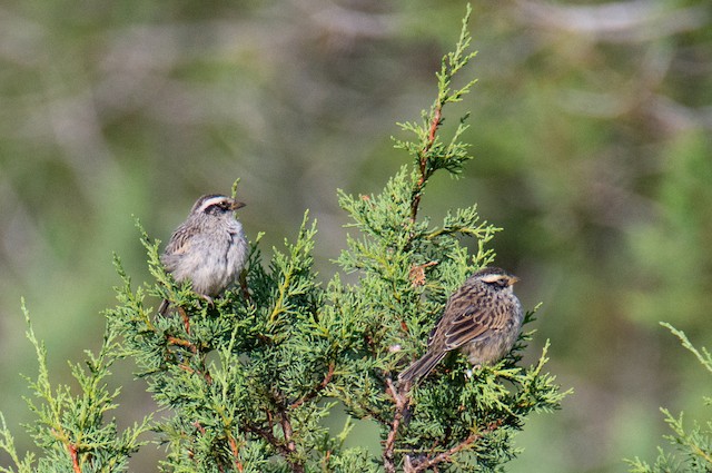 Two juveniles. - Striped Sparrow - 