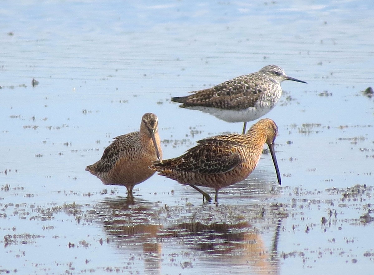 Long-billed Dowitcher - Mary Backus