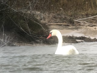 Mute Swan, ML276444101