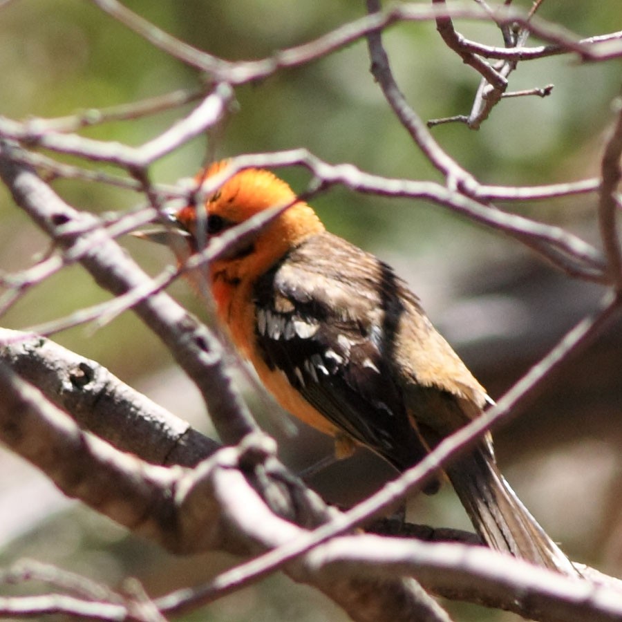 Flame-colored Tanager - ML27644771