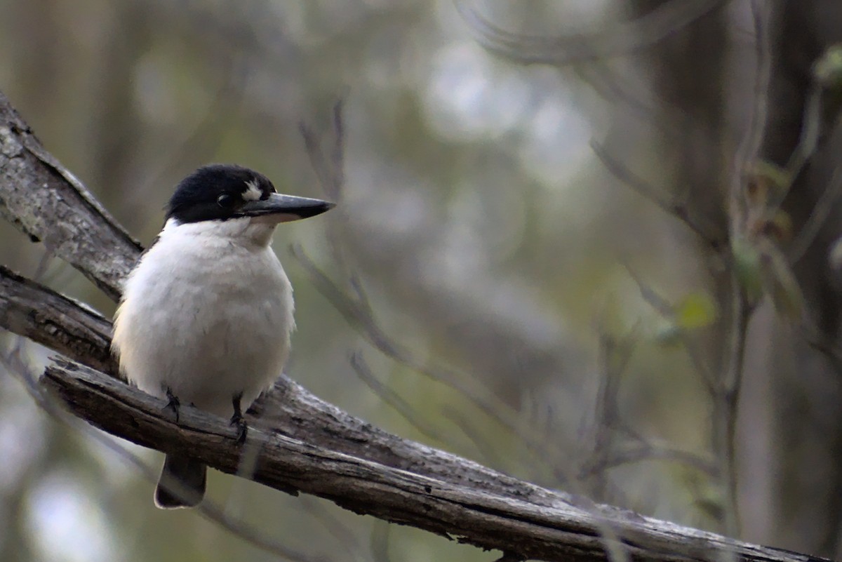 Forest Kingfisher - ML276449171