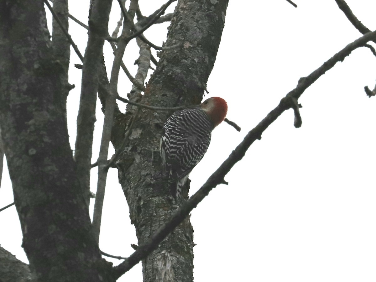 Red-bellied Woodpecker - ML276450731