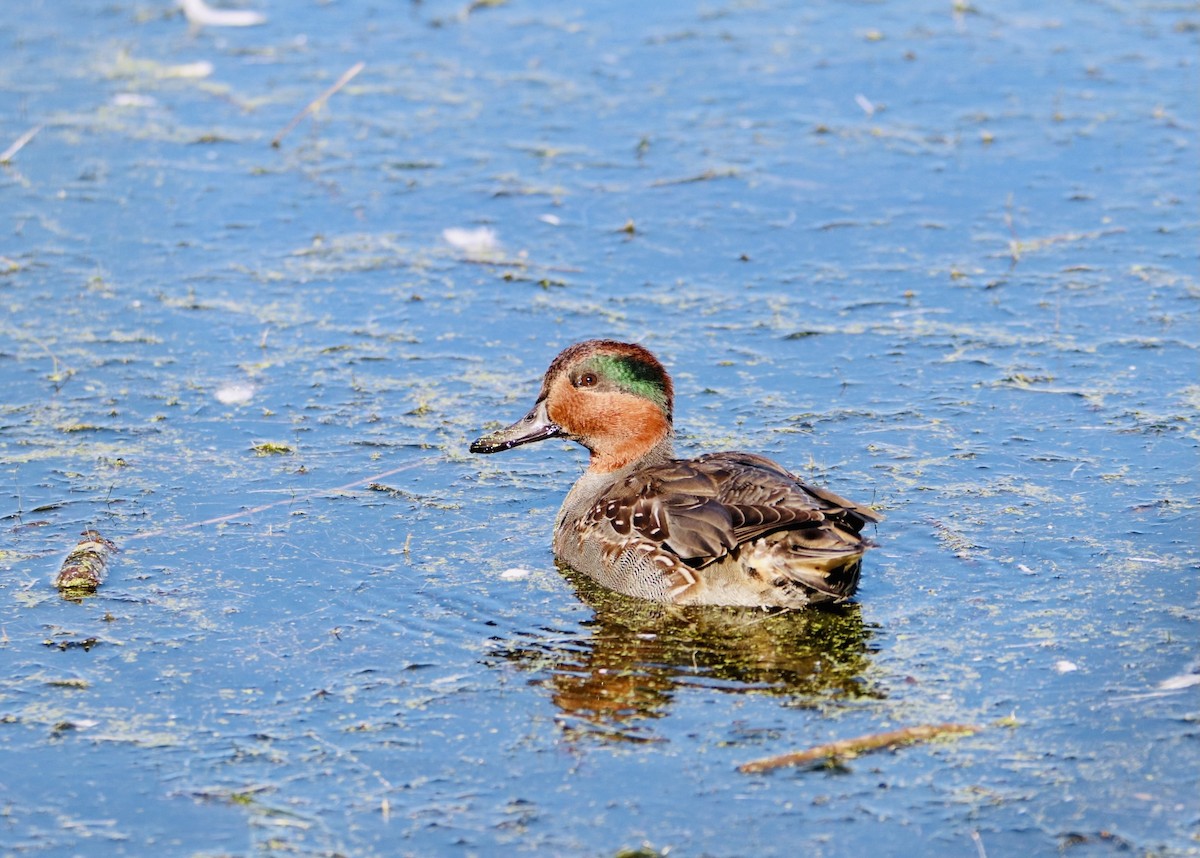 Green-winged Teal - ML276468101