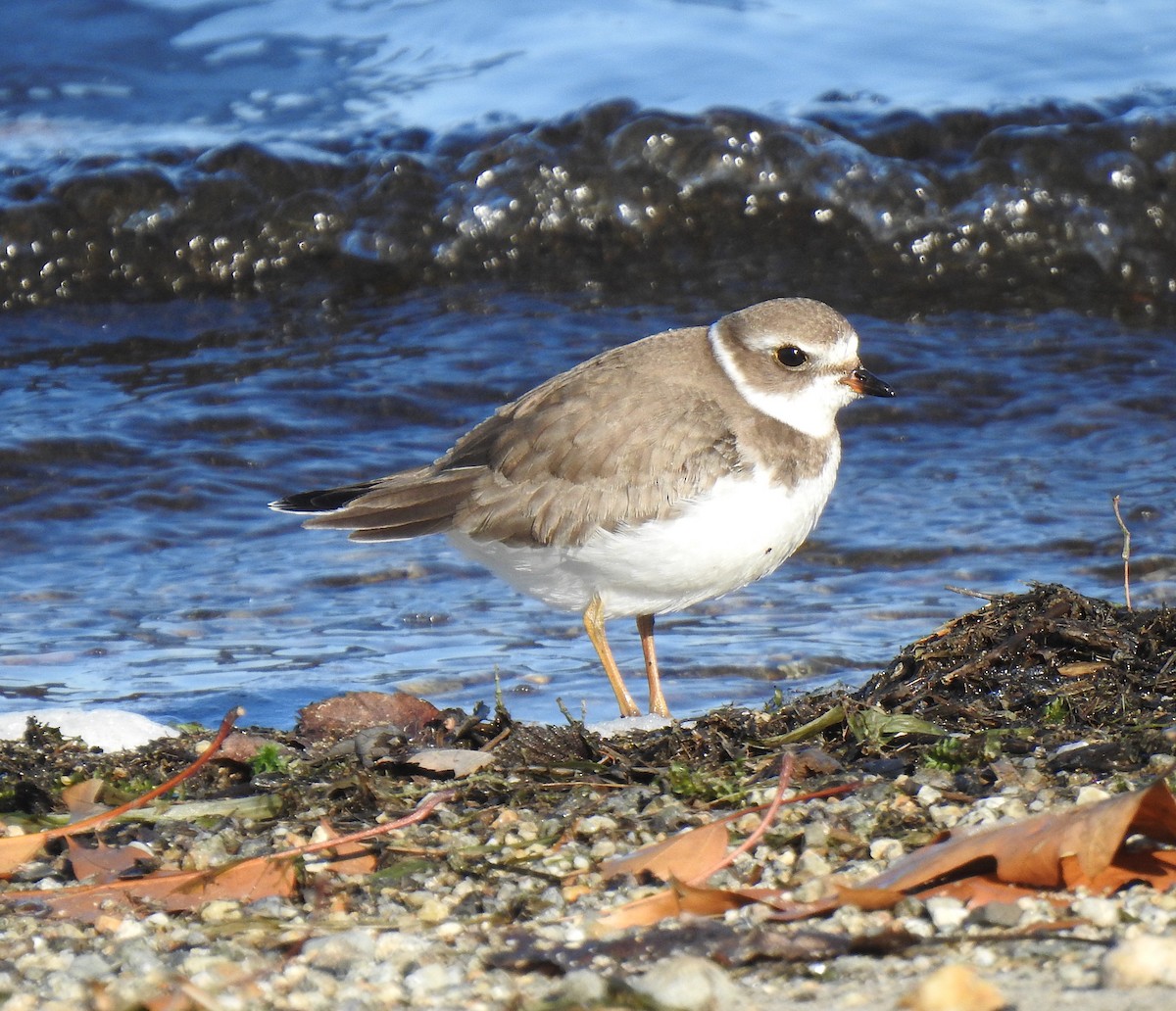 Semipalmated Plover - ML276471371