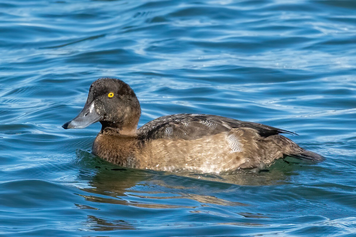 Greater Scaup - Liam Irwin