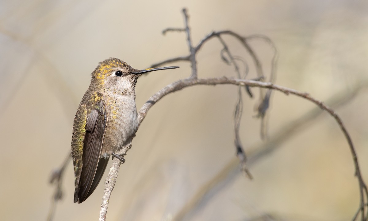 Anna's Hummingbird - Ian Davies