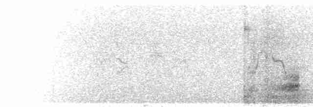 Francolin à cou roux (castaneicollis) - ML276488