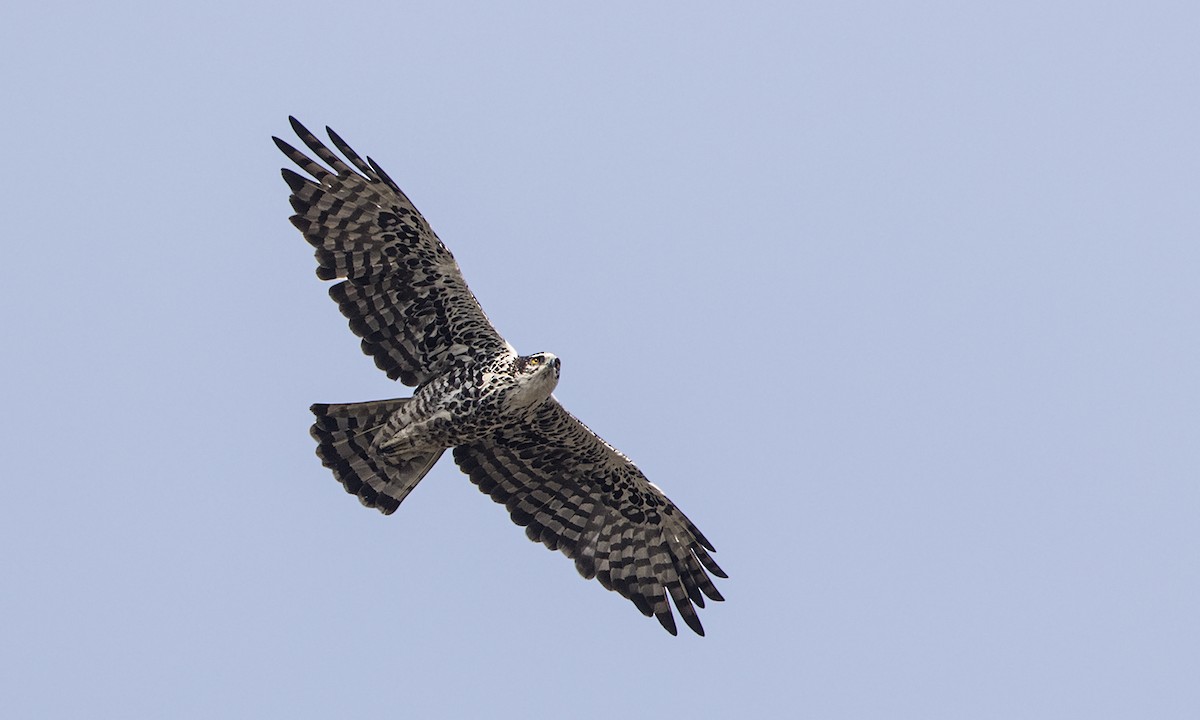 Ayres's Hawk-Eagle - ML276488931