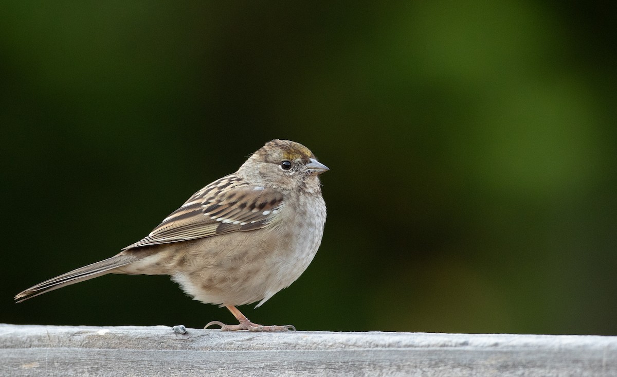 Golden-crowned Sparrow - Ian Davies