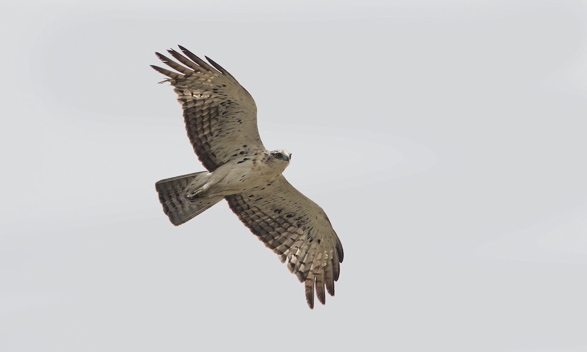 Ayres's Hawk-Eagle - Zak Pohlen