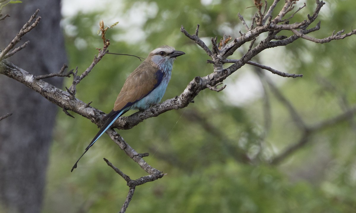 Racket-tailed Roller - ML276497641
