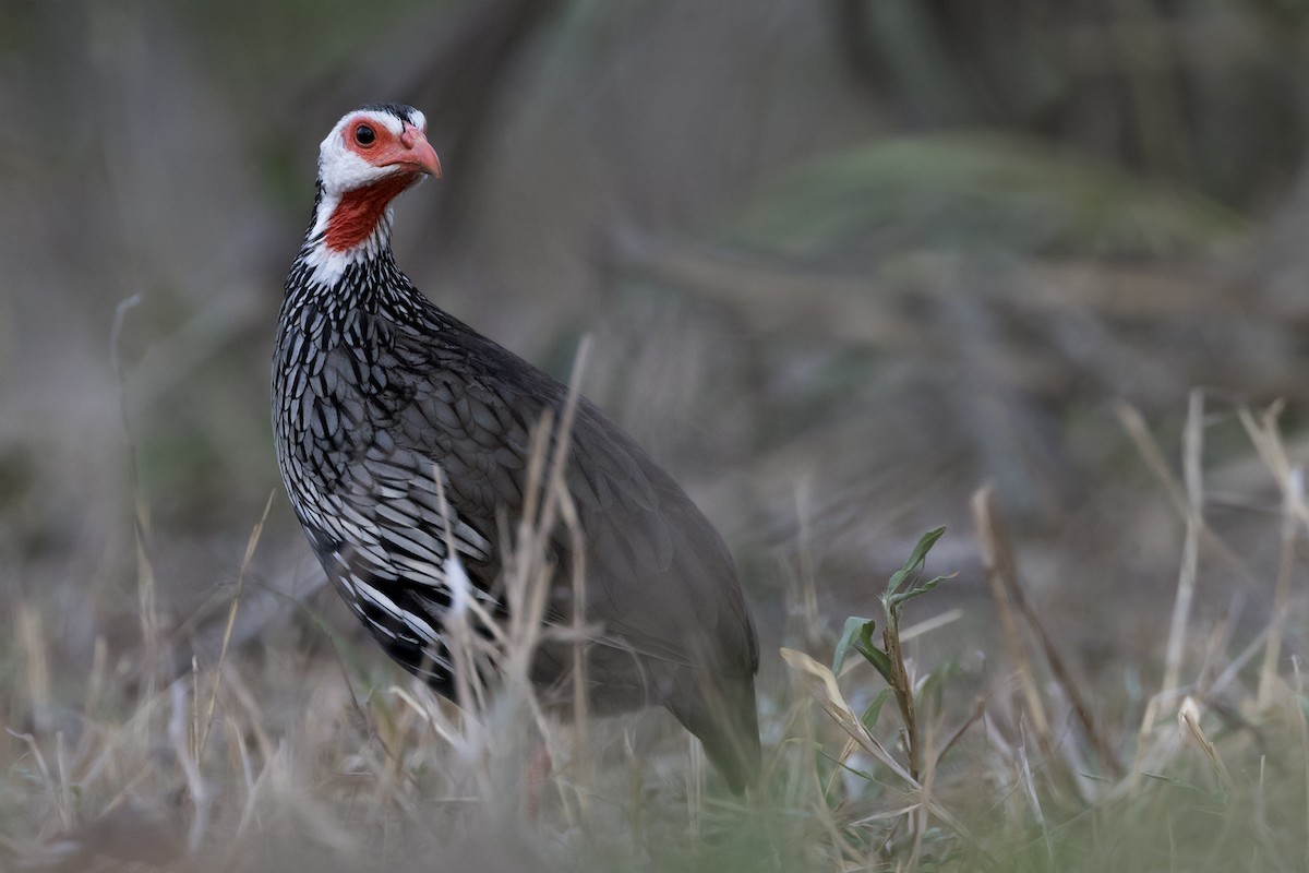 Red-necked Francolin - ML276498291