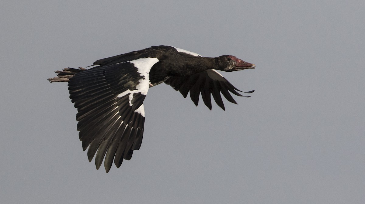 Spur-winged Goose - ML276498461