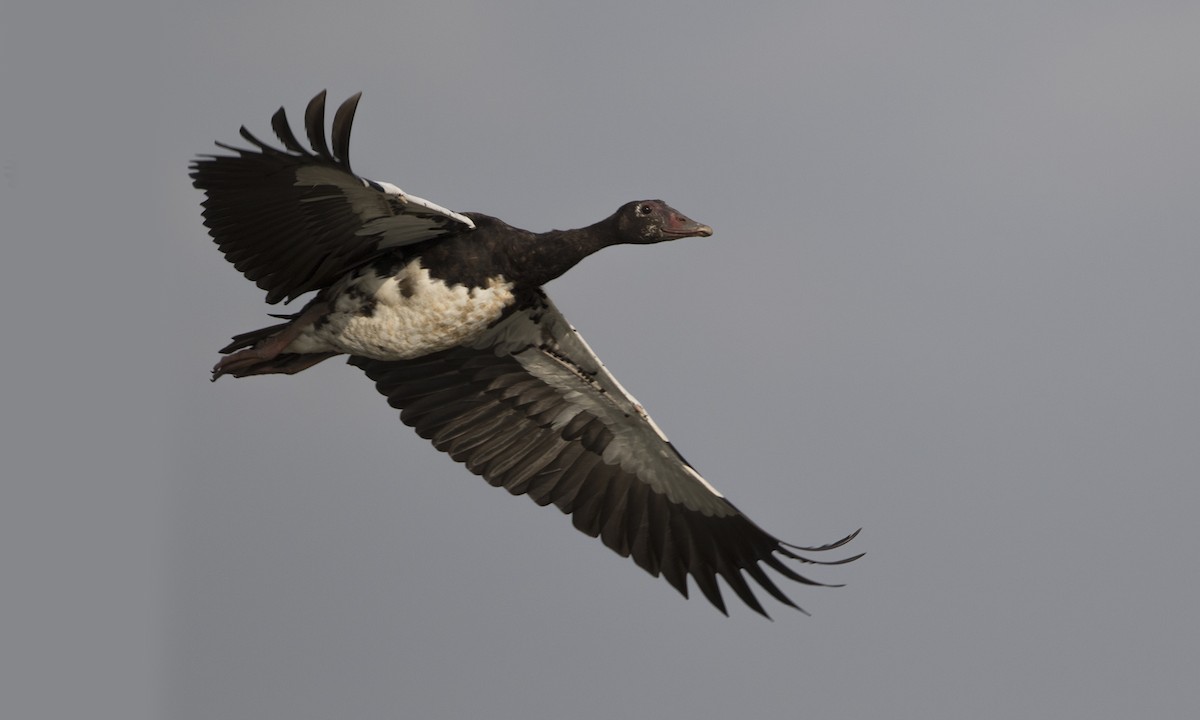 Spur-winged Goose - ML276498771