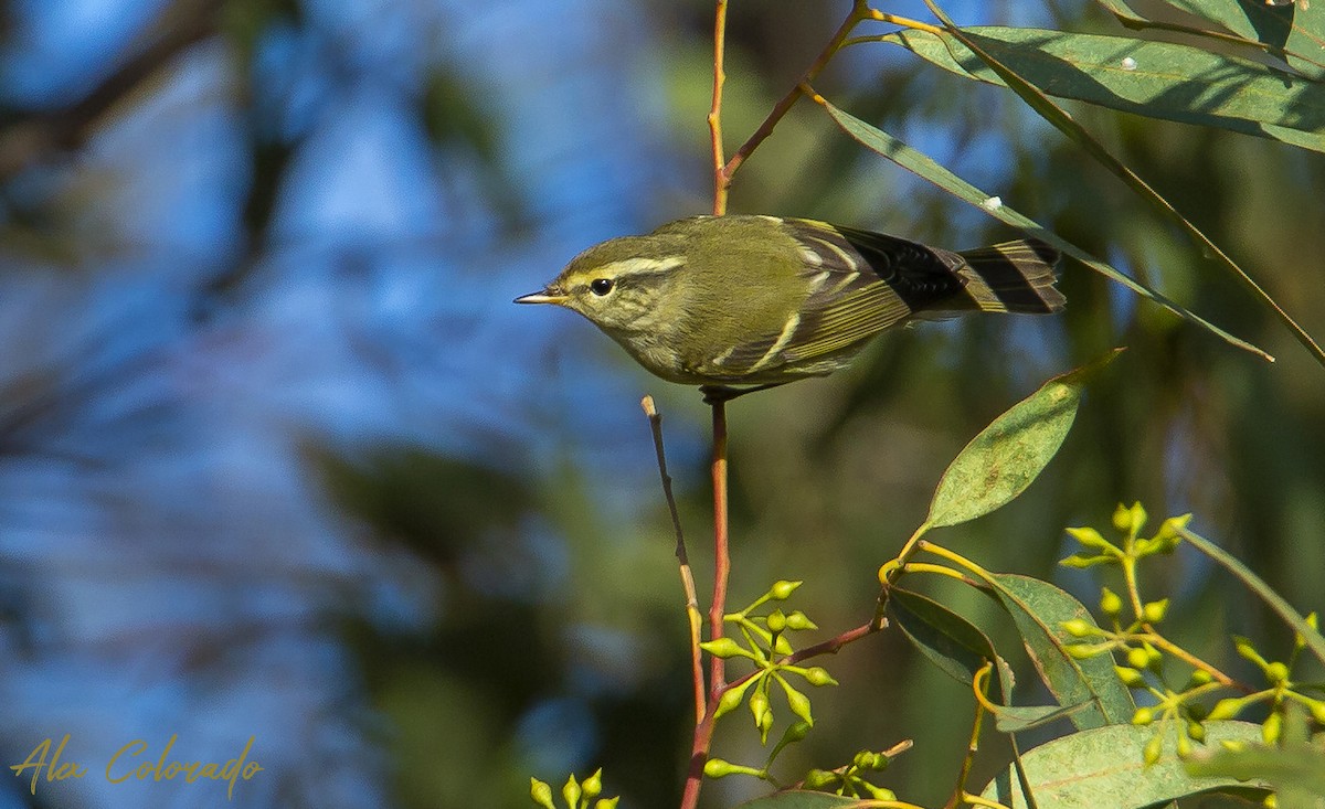 Yellow-browed Warbler - ML276500021