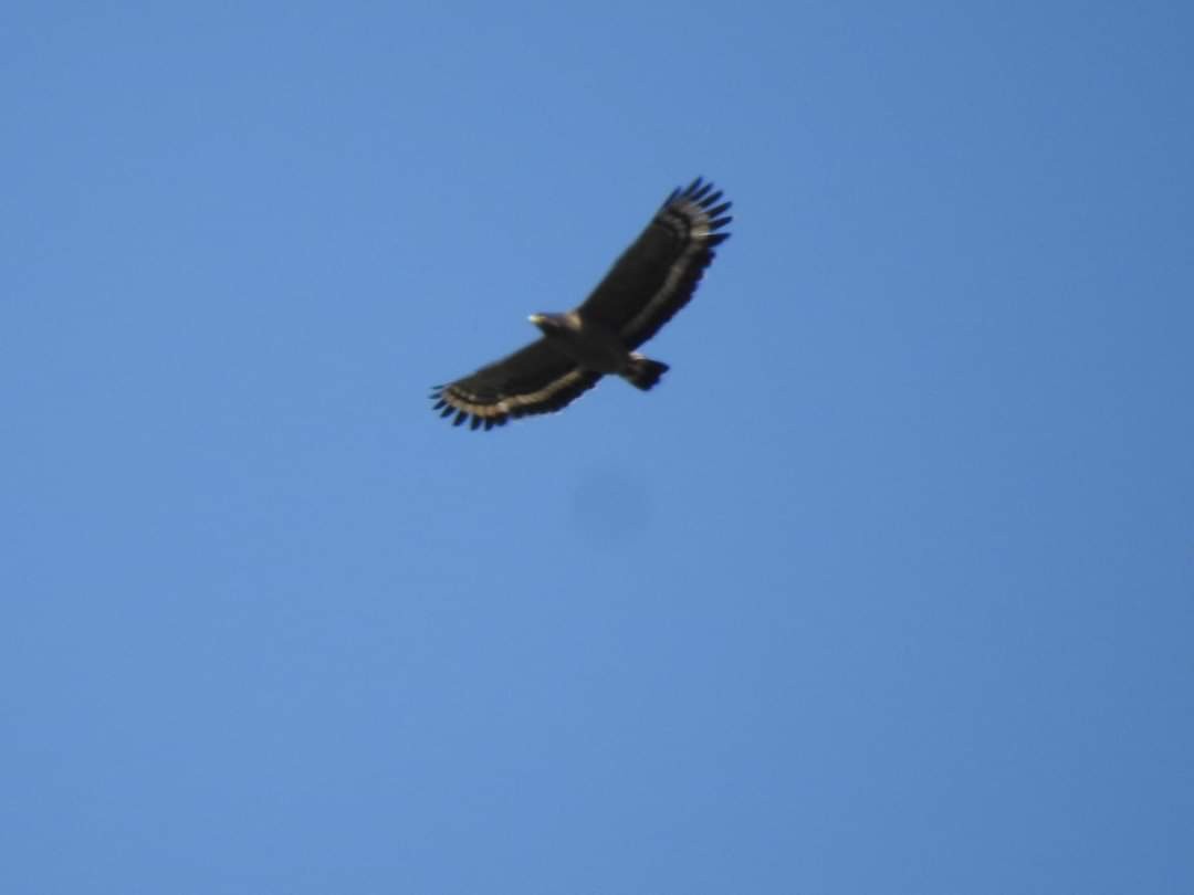 Crested Serpent-Eagle - ML276501281