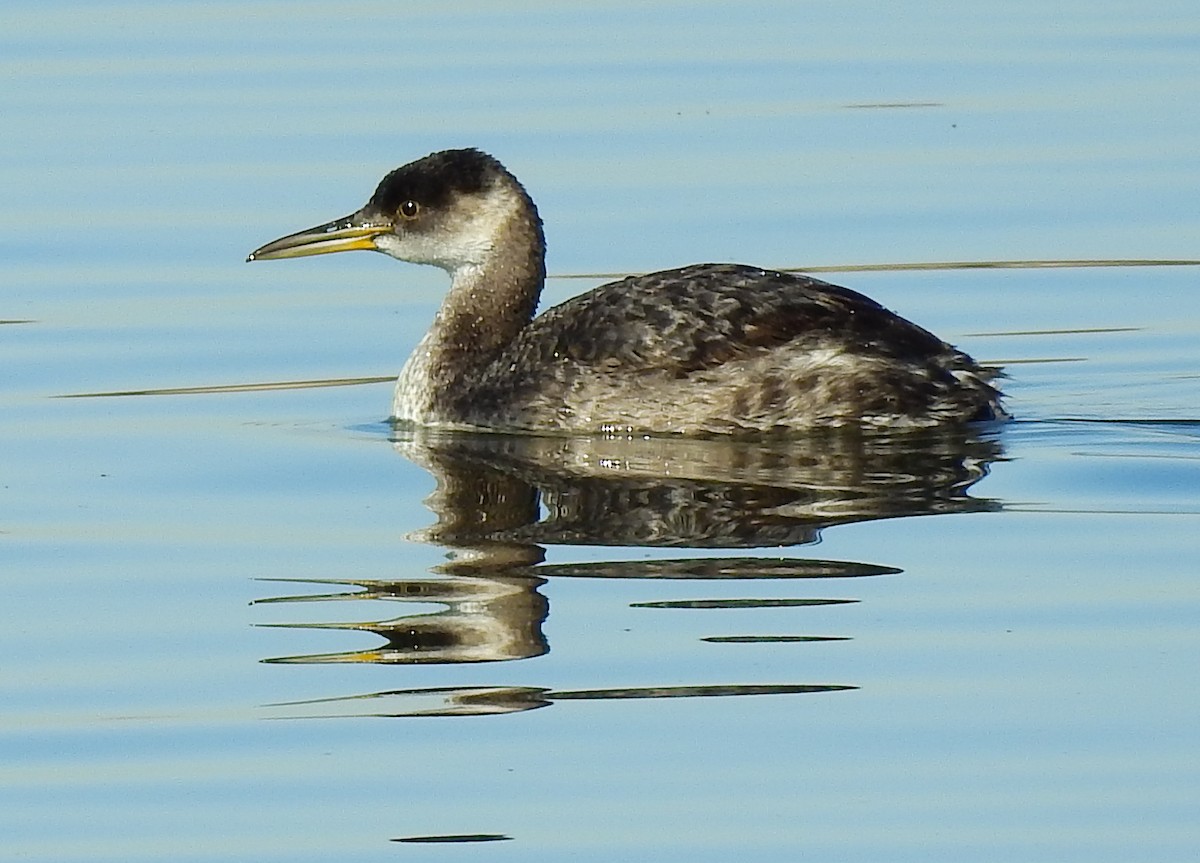 Red-necked Grebe - Fawn Simonds