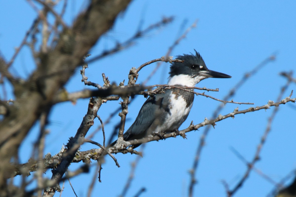 Belted Kingfisher - Andrew E and Rebecca A Steinmann