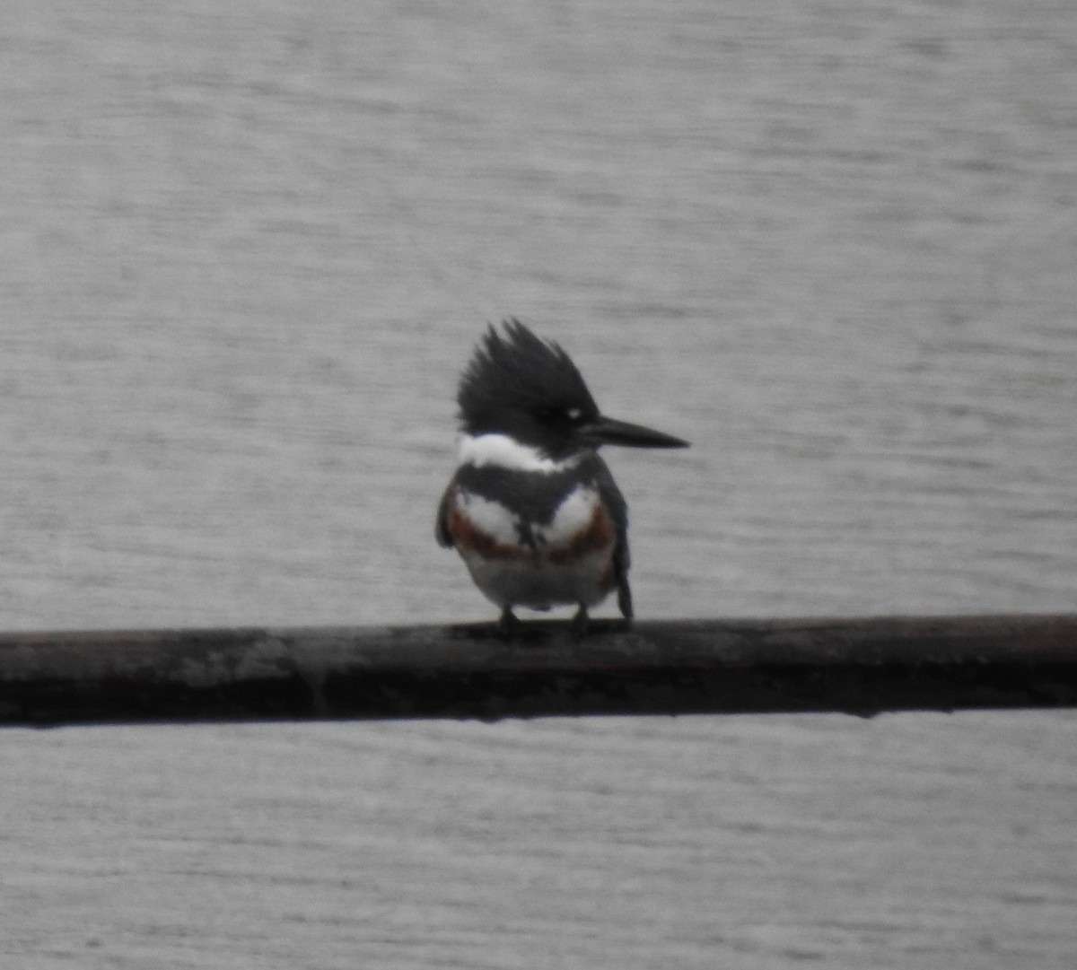 Belted Kingfisher - ML276507911