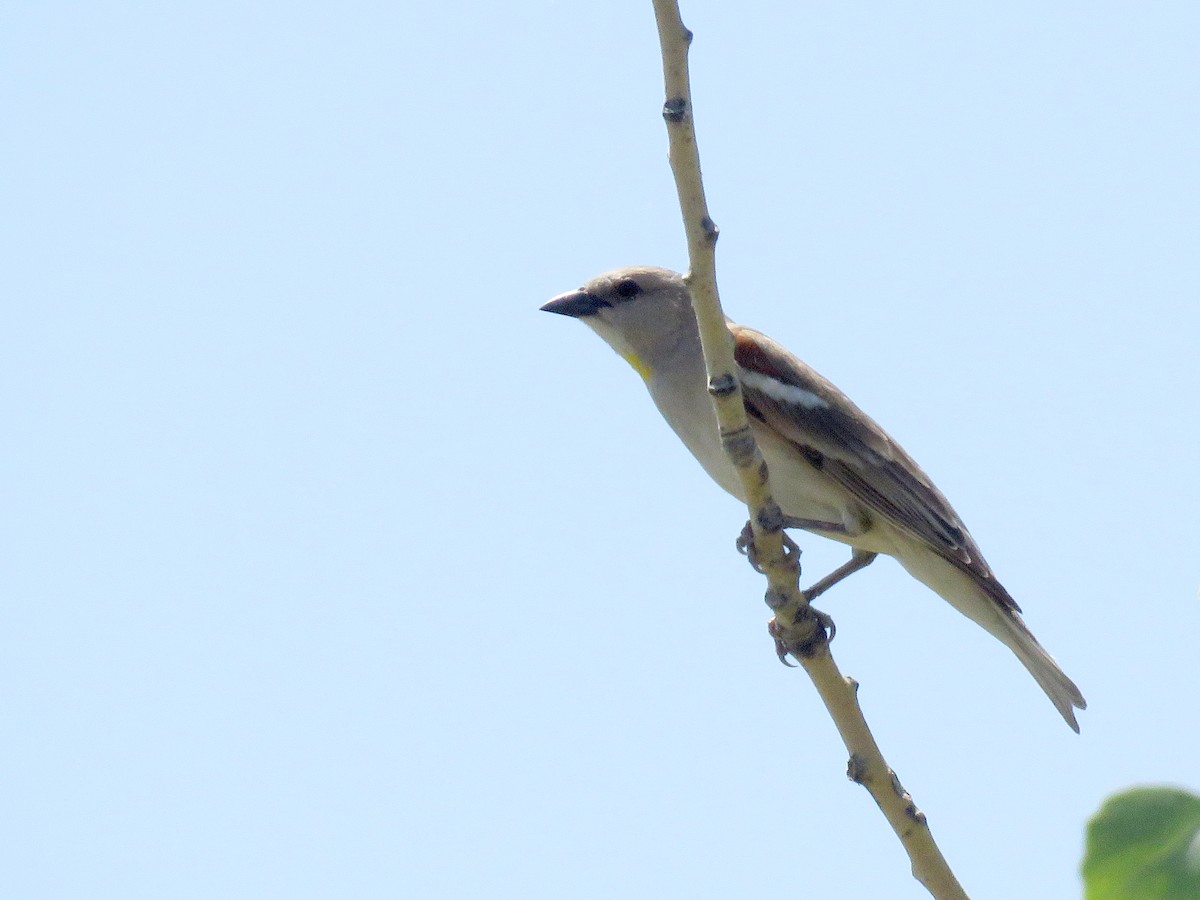 Yellow-throated Sparrow - Dorna Mojab